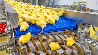 Chicken Egg Incubation Technology and Broiler Raising Process | Chickens Mega Factory