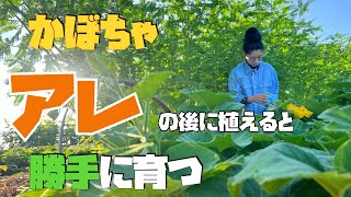 【カボチャ】〇〇なしで作るとすごかった！？カボチャの育て方と収穫タイミング【有機】【農家の家庭菜園】