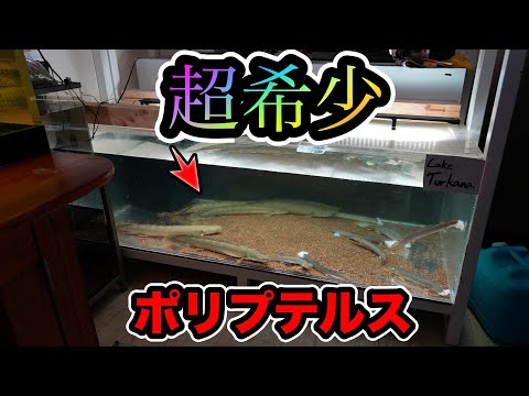 ポリプテルスビキールの魅力や詳細にせまる　トゥルカナビキール沼にハマって水槽の前から離れられない　わいるどもん　Lake Turkana