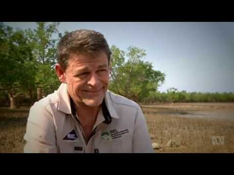 'The climate envelope has shifted' mangrove devastation still complete