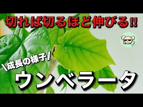 【観葉植物】ウンベラータの剪定・挿し木・水挿し【成長の様子】