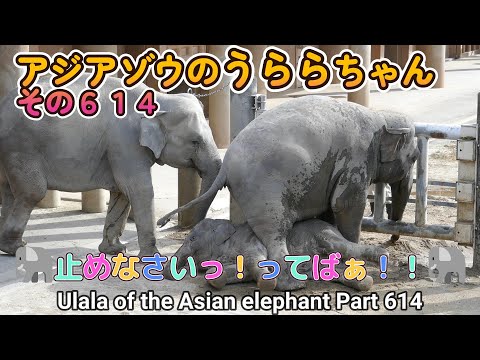 アジアゾウのうららちゃん（６１４）🐘止めなさいっ！てばぁ！！🐘（東山動植物園）Ulala of the Asian elephant Part 614