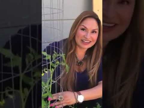 TOMATO GARDENING TIP: Shake Tomato Plants - Increase Pollination! Shirley Bovshow (#shorts)