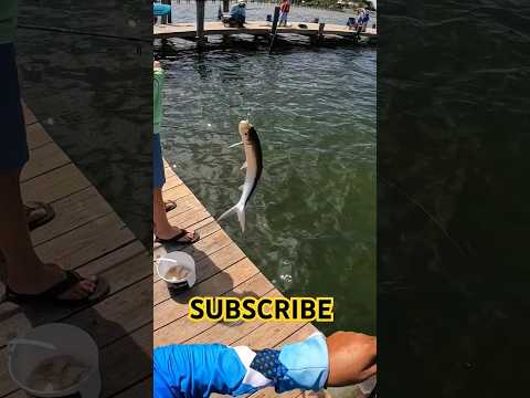 poor man's tarpon!!! #ladyfish #saltwater #fishing #viral #outdoors #youtube #ocean #subscribe