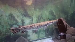 Beautiful fishes in science city | Different type of fishes Live in Science | Most beautiful fish