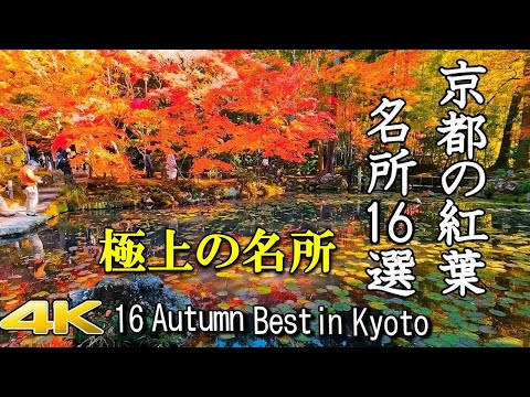 [16 selections of 4K autumn leaves in Kyoto 🍁]