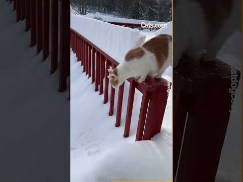 Cat vs Snow!  #cat #catvideos #shorts