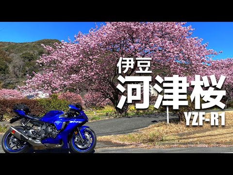 YZF-R1 静岡 伊豆の天城越えと河津桜【ツーリング】