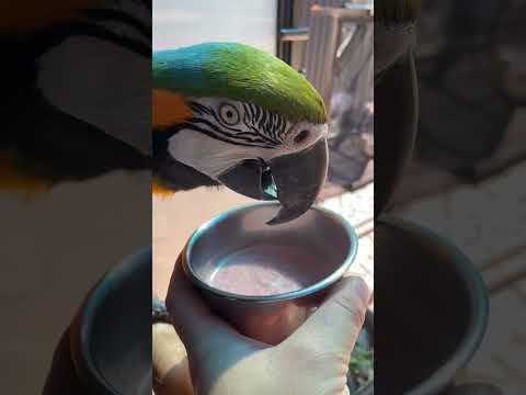 We made some fruit smoothies for this hot waether #parrot #africangrey #cockatoos #macaw