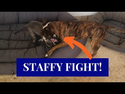 Staffordshire Bull Terrier Fights with Amstaff! [STAFFY PLAY FIGHT]