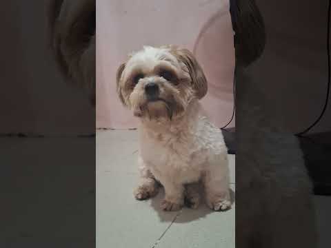 Makuha ka sa tinging #shihtzu #pet