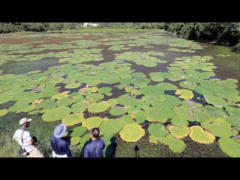 絶滅危惧のオニバス群生を確認　姫路のため池、国内最大規模か