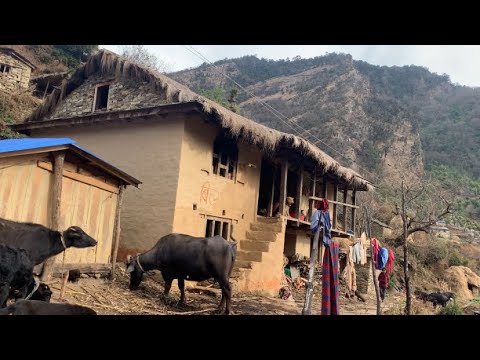 Nepali rural life video | Himalayan primitive rural lifestyle | Rural Nepal |