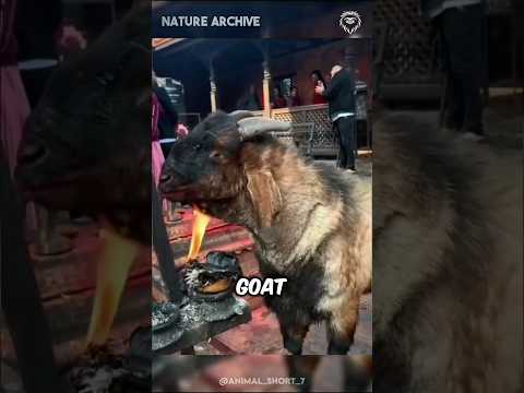 Why does the goat set itself on fire? 😱