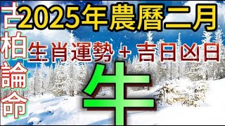 【古柏論命每月運勢+吉日凶日】2025年農曆2月(陽曆2/28 ~3/28)生肖運勢分享 -  牛