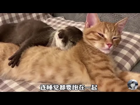 男子养了个“嘤嘤怪”，可以当热水袋暖床，它却爱上了橘猫