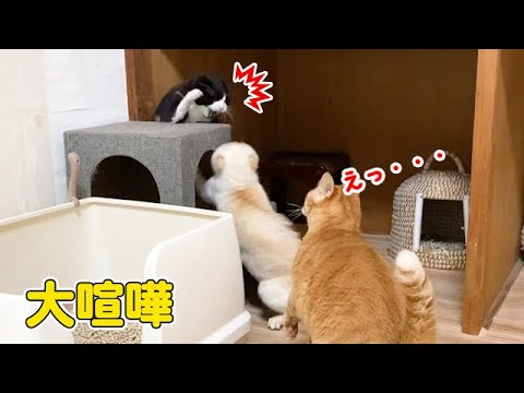 子猫を取られると勘違いして大喧嘩