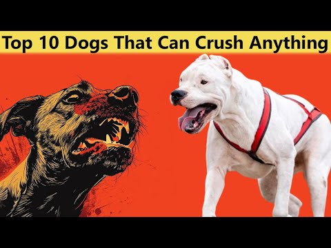 Top 10 Dogs with the Strongest Bite Strength in 2 Minutes | Dogs with strongest bite force of 2024