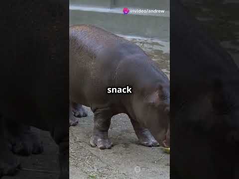 Moo Deng: The Adorable Baby Hippo You Can’t Miss! 🦛💖 #babyhippo #moodeng #animalvideos