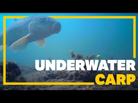 8.5 Minutes of Calm Underwater Carp Fishing