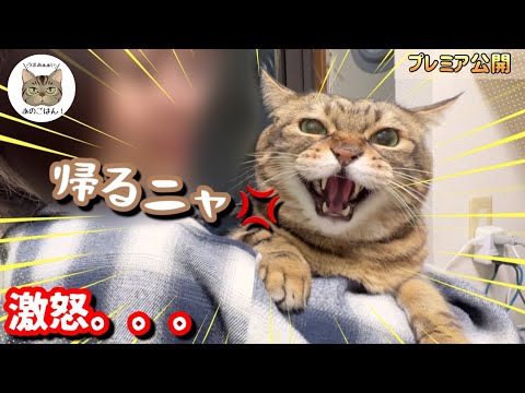 久しぶりの里帰りをしたお姉ちゃんと猫。我が家の猫達の反応が…まさかの事件に！？