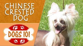 Dogs 101 - CHINESE CRESTED DOG - Top Dog Facts About the CHINESE CRESTED DOG