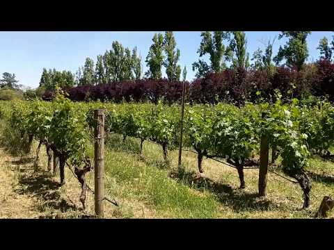 Sonoma Vineyards - California