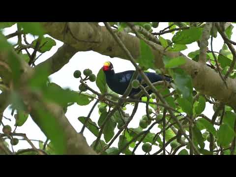 Violet Turaco (Tauraco violaceus) eating - Farasuto Forest (Gambia) 19-11-2024