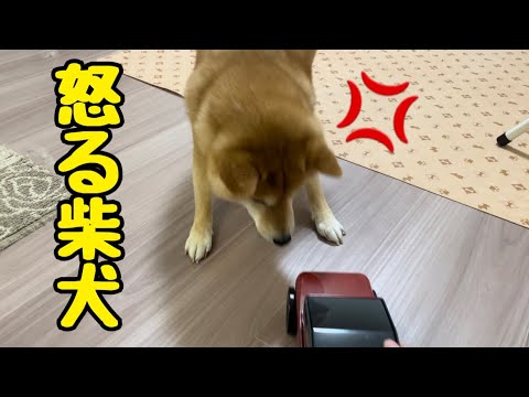 飼い主のガラクタを羨ましそうに見ていたので、あげた結果。。。