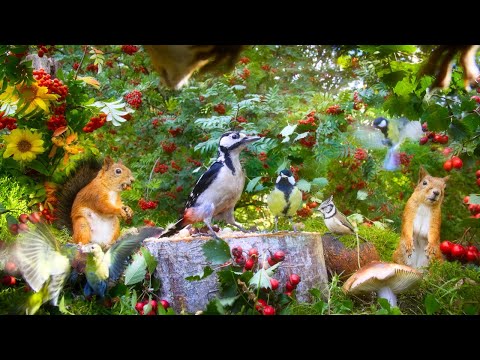 Pet Entertainment 12H: Beautiful Birds and Red Squirrels with Autumn Vibes