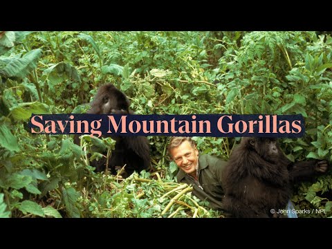 How we brought mountain gorillas back from the brink