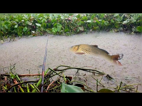 Unavailable Rainy day hook fishing video | Carp fishing video | fishing video hook