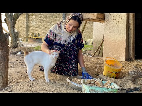 Routine Rural Life in the North of IRAN | Cooking  Persian Orange and Saffron Chicken in the Village