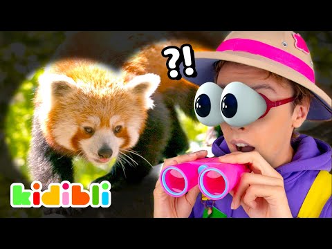 Discover Wild Animals! | Animal Videos for Kids | Kidibli