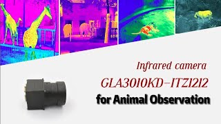 Quanhom® Infrared Camera-GLA3010KD-ITZ1212 for Animal Observation