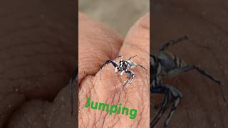 Jumping Striper Tarantula #amazingspider