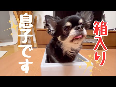 うちのチワワが癒しをお届けします🎁#チワワ #chihuahua #クリスマス