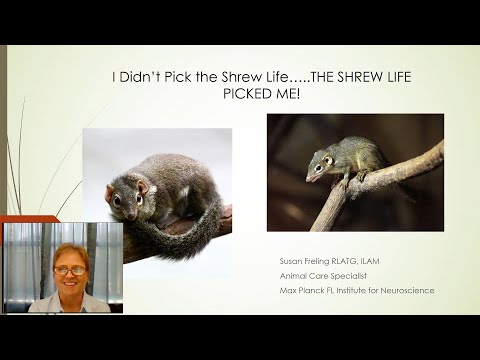 I Didn't Pick the Tree Shrew Life ... the Tree Shrew Life Picked Me! | Susan Freling