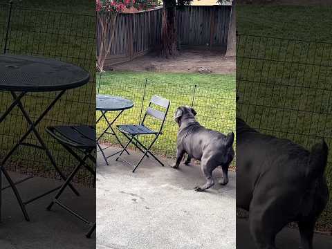 Regulatin’ 🐿️ #kona #canecorso #home #guarddog #regulators #warreng #rap