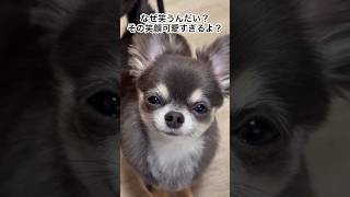 2歳最後の日🫶 #犬 #チワワ #可愛いだけでいいよ #犬のいる暮らし #shorts