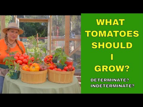 🍅What Tomatoes Should I Grow? 🍅 Determinate or Indeterminate Tomatoes? (Foodie Gardener)