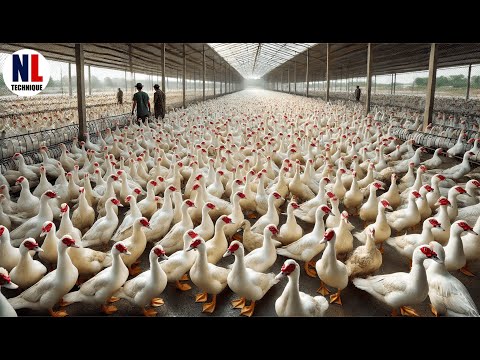 How Farmers Raise Millions Muscovy Duck | Inside Modern Muscovy Duck Farm | Muscovy Duck Processing