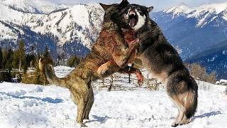 This is Why Wolves, Cheetahs and Bears are Afraid of Shepherd Dogs