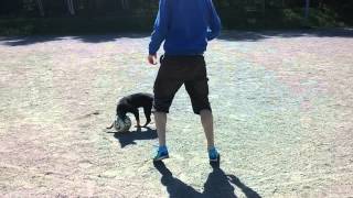 Lapponian herder with football