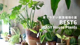 水やりが簡単で初心者でも育てやすい観葉植物6選🌿｜EASY House Plants｜SHINOSAN NO IE