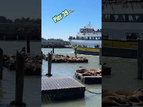 Ventured to Pier 39 🦭 #seals #pier39 #sanfrancisco #tourist #destination