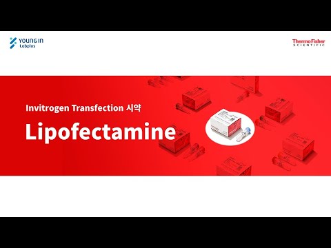 [영인랩플러스] (ThermoFisher) 30년 이상의 역사를 가진 고성능 Transfection 시약, Lipofectamine!