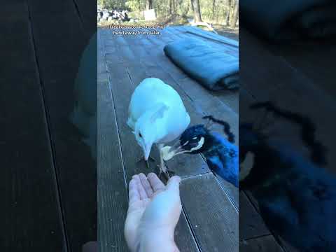 McCloud is really starting to trust me #birds #peacock #funnybirds #funnyanimals