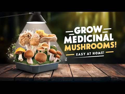 Grow Medicinal Mushrooms at Home | Easy Steps & Top Health Benefits