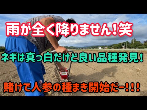 雨降る降る詐欺になってももう知らん。人参をまく